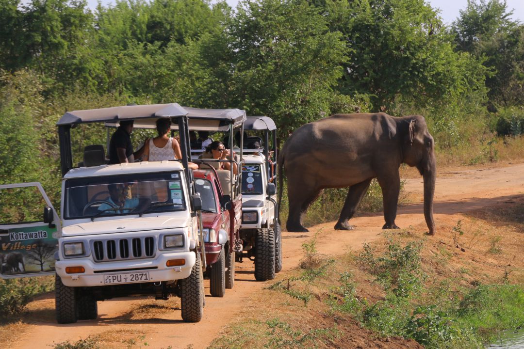 Udawalawe elephant cross road